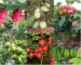 Tạo đề thi trắc nghiệm trồng cây ăn quả